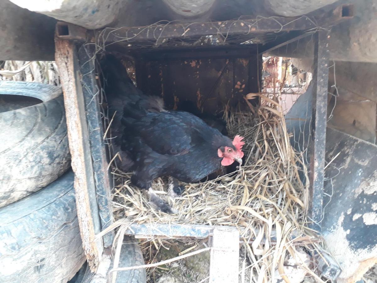 Chácara Chiafarelli Casa rural *
